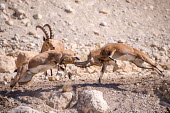 Sparring ibex ibex,ibexes,even-toed ungulate,ungulate,ungulates,horns,spar,sparring,two,pair,behaviour,fight,fighting,movement,action,adult,male,males