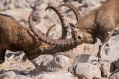 Sparring ibex ibex,ibexes,even-toed ungulate,ungulate,ungulates,horns,spar,sparring,two,pair,behaviour,fight,fighting,close-up,close up,adult,male,males