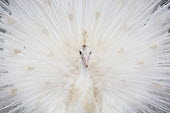 White peacock leucism,leucistic,white peacock,peacock,peacocks,display,feathers,close up,close-up,adult,male,peafowl,bird,birds,Animalia,Chordata,Aves,Galliformes,Phasianidae,Phasianinae