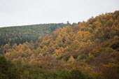 Cwmcarn Forest Cwmcarn Forest,forest,Cwmcarn,fungal disease,disease,fungus,Phytophthora ramoru,larch disease,larch,Larix sp.,landscape,tree,trees,infection,infected