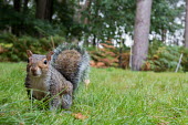 Grey squirrel grey squirrel,squirrel,squirrels,mammal,mammals,negative space,shallow focus,grass,garden,woodland,looking at camera,close,side,Rodents,Rodentia,Squirrels, Chipmunks, Marmots, Prairie Dogs,Sciuridae,C
