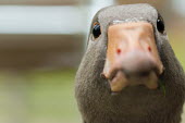 Goose goose,close-up,close up,beak,eyes,side,shallow focus,negative space,head,face,comical,funny,humour,humourous