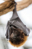 Bat bat,bats,roosting,resting,wings,upside down,hanging,shallow focus