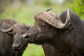 African buffalo African buffalo,Syncerus caffer,Syncerus,caffer,cape buffalo,buffalo,buffalos,bovine,cattle,wild,big five,mammals,horns,two,adult,face,head,Even-toed Ungulates,Artiodactyla,Chordates,Chordata,Bovidae,