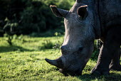 White rhino Sibuya,Sibuya Game Reserve,South Africa,white rhinoceros,white rhino,Ceratotherium simum,white rhinos,rhino,rhinos,close-up,close up,feeding,eating,side,negative space,head,grass,grazing,herbivore,her