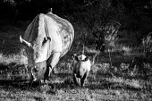 White rhinos Sibuya,Sibuya Game Reserve,South Africa,white rhinoceros,white rhino,Ceratotherium simum,white rhinos,rhino,rhinos,black and white,b&w,eating,feeding,horn,walking,mother,young,adult,female,oxpecker,bi