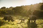 White rhinos Sibuya,Sibuya Game Reserve,South Africa,white rhinoceros,white rhino,Ceratotherium simum,white rhinos,rhino,rhinos,eating,feeding,horn,walking,mother,young,adult,female,low light,three,Rhinocerous,Rhi
