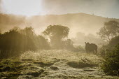Rhino in the Mist APU,Sibuya,eastern cape,rhino,lone,rhinos,Sibuya Game Reserve,South Africa,white rhinoceros,white rhino,Ceratotherium simum,white rhinos,habitat,early morning,sunrise,mist,morning,low light,silhouette