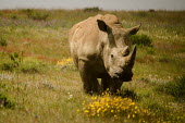 White rhino Gondwana,game reserve,Gondwana Game Reserve,South Africa,white rhinoceros,white rhino,Ceratotherium simum,white rhinos,rhino,rhinos,eating,feeding,shallow focus,meadow,grassland,habitat,lone,single,on