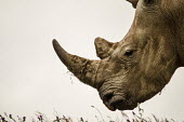 White rhino Gondwana,game reserve,Gondwana Game Reserve,South Africa,white rhinoceros,white rhino,Ceratotherium simum,white rhinos,rhino,rhinos,close-up,close up,texture,skin,horn,profile,side,head,face,negative