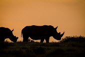 White rhino silhouette Gondwana,game reserve,Gondwana Game Reserve,South Africa,white rhinoceros,white rhino,Ceratotherium simum,white rhinos,rhino,rhinos,silhouette,horn,profile,side,orange,golden,two,pair,outline,sunset,R