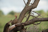 Red-necked francolin red-necked francolin,red-necked spurfowl,francolin,spurfowl,galliforme,tree,bark,camouflage,red,shallow focus