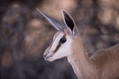 Springbok springbok,juvenile,face,head,close-up,close up,Antidorcas marsupialis,Antidorcas,marsupialis,even-toed ungulate,ungulate,ungulates,bovid,Chordates,Chordata,Even-toed Ungulates,Artiodactyla,Bovidae,Bis