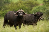 African buffalo African buffalo,Syncerus caffer,Syncerus,caffer,cape buffalo,buffalo,buffalos,bovine,cattle,wild,big five,mammals,horns,adult,two,pair,sniff,sniffing,looking at camera,grass,grassland,Even-toed Ungula