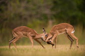 Play fighting impala,antelope,antelopes,impalas,juvenile,grass,grassland,play fight,play fighting,spar,sparring,play,playing,two,pair,shallow focus,low angle,Chordates,Chordata,Even-toed Ungulates,Artiodactyla,Bovi