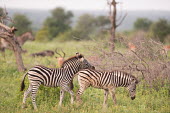 Zebra zebra,plains zebra,Equus quagga,Equus,quagga,young,juvenile,two,pair,side,zebras,mammals,stripes,grassland,Chordates,Chordata,Perissodactyla,Odd-toed Ungulates,Equidae,Horses, Donkeys, Zebras,Mammalia
