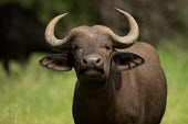 African buffalo African buffalo,Syncerus caffer,Syncerus,caffer,cape buffalo,buffalo,buffalos,bovine,cattle,wild,big five,mammals,horns,adult,looking at camera,Even-toed Ungulates,Artiodactyla,Chordates,Chordata,Bovi