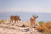 Ibex Yuzuru Masuda ibex,ibexes,even-toed ungulate,ungulate,ungulates,mountains,blue sky,habitat,rocks,water,sunny,male,female,adults,behaviour