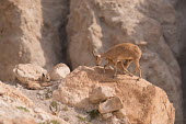 Ibex ibex,ibexes,even-toed ungulate,ungulate,ungulates,juvenile,juveniles,resting,drinking,feeding,milk,lactation,suckling,habitat,cliffs,rocks,parental care