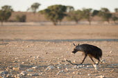 Brown hyaena brown hyena,brown hyeana,hyena,hyeana,Hyaena brunnea,Hyaena,brunnea,habitat,negative space,dry,arid,shallow focus,walking,Carnivores,Carnivora,Mammalia,Mammals,Chordates,Chordata,Hyaenidae,Hyenas, Aar