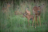 Impala impala,antelope,antelopes,impalas,habitat,adult,young,juveniles,female,grass,grassland,Chordates,Chordata,Even-toed Ungulates,Artiodactyla,Bovidae,Bison, Cattle, Sheep, Goats, Antelopes,Mammalia,Mamma