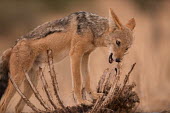 Black-backed jackal black-backed jackal,jackal,jackals,Canis mesomelas,Canis,mesomelas,canid,carcass,feeding,eating,bones,chewing,scavenging,scavenger,Carnivores,Carnivora,Mammalia,Mammals,Dog, Coyote, Wolf, Fox,Canidae,
