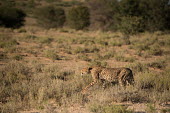 Cheetahs cheetah,cheetahs,big cats,big cat,predator,fastest land mammal,hunting,behaviour,shallow focus,spots,habitat,stalking,side,cat,cats,carnivore,carnivores,mammals,Chordates,Chordata,Carnivores,Carnivora