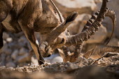 Sparring ibex ibex,ibexes,even-toed ungulate,ungulate,ungulates,horns,spar,sparring,two,pair,behaviour,fight,fighting,close-up,close up,low angle,adult,male,males