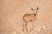 Ibex ibex,ibexes,even-toed ungulate,ungulate,ungulates,young,juvenile,habitat,rocks,dry,arid,desert,shallow focus,portrait