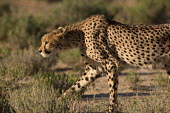 Cheetah cheetah,cheetahs,big cats,big cat,predator,fastest land mammal,hunting,behaviour,shallow focus,spots,habitat,stalking,side,close up,close-up,cat,cats,carnivore,carnivores,mammals,Chordates,Chordata,Ca