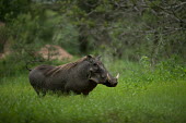 Warthog Phacochoerus africanus,Phacochoerus,africanus,Common warthog,warthog,warthogs,hog,hogs,pig,pigs,habitat,adult,Mammalia,Mammals,Chordates,Chordata,Suidae,Hogs and Pigs,Even-toed Ungulates,Artiodactyla,