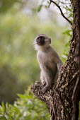 Vervet monkey vervet monkey,monkey,monkeys,primate,primates,old world monkey,old world monkeys,shallow focus,tree,looking up,climbing,Primates,Chordates,Chordata,Old World Monkeys,Cercopithecidae,Mammalia,Mammals,p
