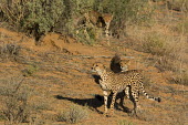 Cheetahs cheetah,cheetahs,big cats,big cat,predator,fastest land mammal,hunting,behaviour,shallow focus,habitat,prowling,three,group,cat,cats,carnivore,carnivores,mammals,Chordates,Chordata,Carnivores,Carnivor