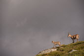 Ibex ibex,ibexes,even-toed ungulate,ungulate,ungulates,mountains,habitat,negative space,rocks,grey,cloud,clouds,adult,juvenile