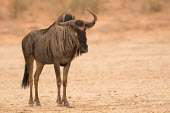 Blue wildebeest Blue wildebeest,Connochaetes taurinus,Connochaetes,taurinus,wildebeest,antelope,antelopes,dry,arid,negative space,portrait,Mammalia,Mammals,Even-toed Ungulates,Artiodactyla,Bovidae,Bison, Cattle, Shee