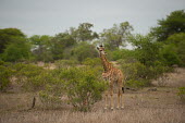 Giraffe giraffe,giraffes,mammal,mammals,habitat,Africa,Even-toed Ungulates,Artiodactyla,Chordates,Chordata,Mammalia,Mammals,Giraffidae,Giraffes,Terrestrial,Cetartiodactyla,Savannah,Herbivorous,Endangered,came