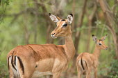 Impala impala,antelope,antelopes,impalas,habitat,two,adult,female,females,looking at camera,Chordates,Chordata,Even-toed Ungulates,Artiodactyla,Bovidae,Bison, Cattle, Sheep, Goats, Antelopes,Mammalia,Mammals