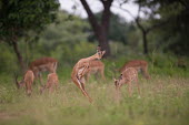 Impala impala,antelope,antelopes,impalas,habitat,grassland,group,adult,young,bounce,dance,leap,jump,spring,grazing,eating,Chordates,Chordata,Even-toed Ungulates,Artiodactyla,Bovidae,Bison, Cattle, Sheep, Goa