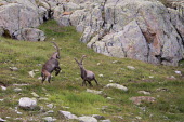 Ibexes ibex,ibexes,even-toed ungulate,ungulate,ungulates,habitat,rocks,horns,spar,sparring,two,pair,behaviour