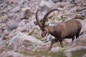 Ibex ibex,ibexes,even-toed ungulate,ungulate,ungulates,habitat,rocks,horns