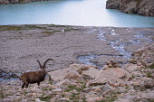 Ibex ibex,ibexes,even-toed ungulate,ungulate,ungulates,habitat,rocks,horns,water