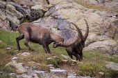 Ibexes Yuzuru Masuda ibex,ibexes,even-toed ungulate,ungulate,ungulates,habitat,rocks,horns,spar,sparring,two,pair,behaviour,fight,fighting