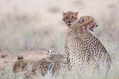 Cheetahs cheetah,cheetahs,big cats,big cat,predator,fastest land mammal,feeding,group,behaviour,eating,watching,lookout,shallow focus,cat,cats,carnivore,carnivores,mammals,Chordates,Chordata,Carnivores,Carnivo