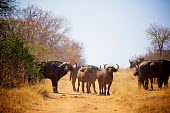 The African buffalo or Cape buffalo Africa,African buffalo,Animal,Animals,bovine,buffalo,Cape buffalo,Dusk,Fauna,mammal,outdoors,outside,Safari,South Africa,Syncerus caffer,Wild,Wildlife,group,herd,track,blue sky,Even-toed Ungulates,Art
