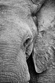 African elephant portrait Africa,African,African elephant,Animal,Animals,Black,Black and White,elephant,elephants,Fauna,Grey,Loxodonta,Loxodonta africana,Mammal,mammals,Mono,Monochromatic,Monochrome,outdoors,outside,Safari,Sou