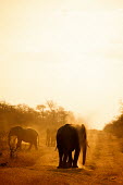 African elephant herd at dusk Africa,African,African elephant,Animal,Animals,away,dusk,dust,elephant,elephants,family,Fauna,gold,golden,group,herd,Loxodonta,Loxodonta africana,Mammal,mammals,outdoors,outside,path,portrait,road,Saf