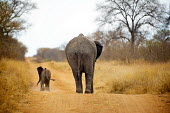 African elephant mother and baby walking away Africa,African,African elephant,Animal,Animals,away,baby,calf,dust,elephant,family,Fauna,gold,golden,group,Loxodonta,Loxodonta africana,Mammal,outdoors,outside,path,Photo Workshop,Photography Safari,P