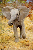 African elephant baby with ears out Africa,African,African elephant,Animal,Animals,baby,calf,elephant,elephants,Fauna,Loxodonta,Loxodonta africana,Mammal,mammals,outdoors,outside,Safari,South Africa,Wild,Wildlife,young,youth,cute,lookin