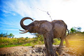 African elephant Africa,African,African elephant,africana,Animal,Animals,ears,elephant,elephants,Fauna,Horizontal,Landscape,Loxodonta,Loxodonta africana,Mammal,mammals,mud,muddy,mud bath,outdoors,outside,Safari,South