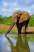 African elephant Fauna,Kruger,Mammal,Loxodonta,africana,still,mirror,South Africa,dam,African elephant,elephant,elephants,pond,National Park,Animal,Africa,drink,drinking,Kruger NP,water,reflection,lake,Loxodonta afric